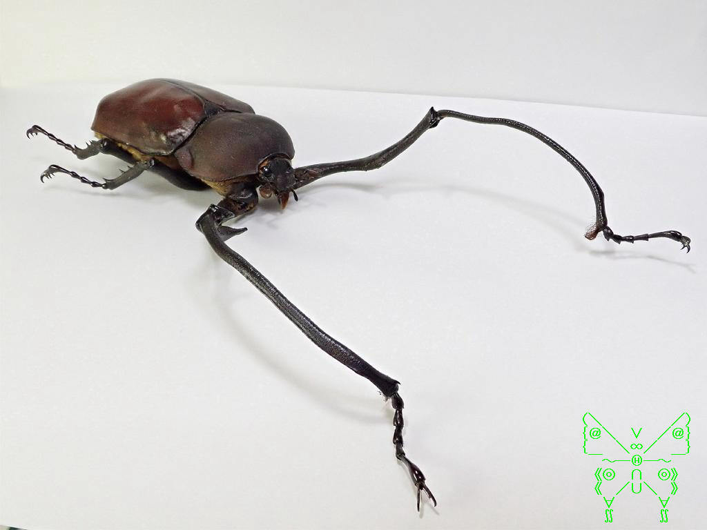 ドウナガテナガコガネ | 昆虫いいね！そだねー