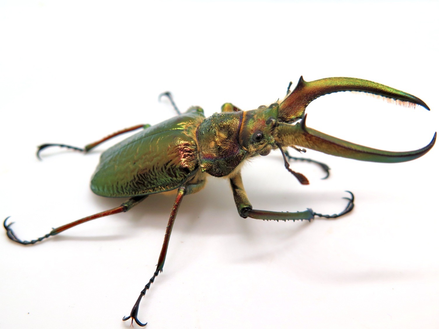 昆虫標本】 特大！フェイスタメルシワバネクワガタ