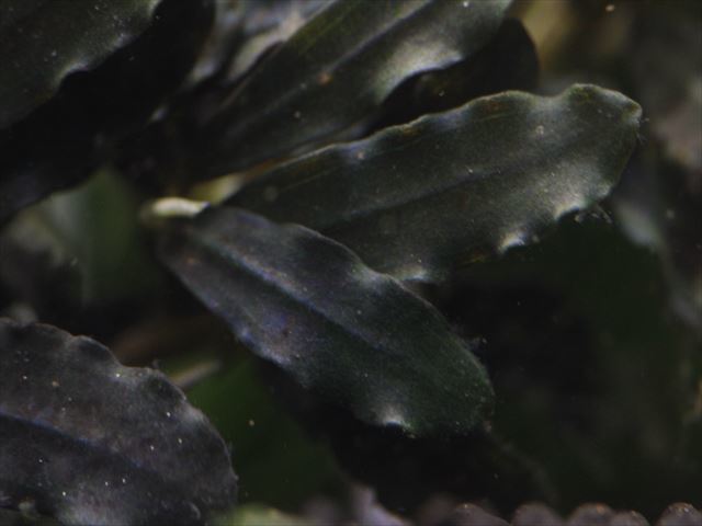 Bucephalandra sp. 