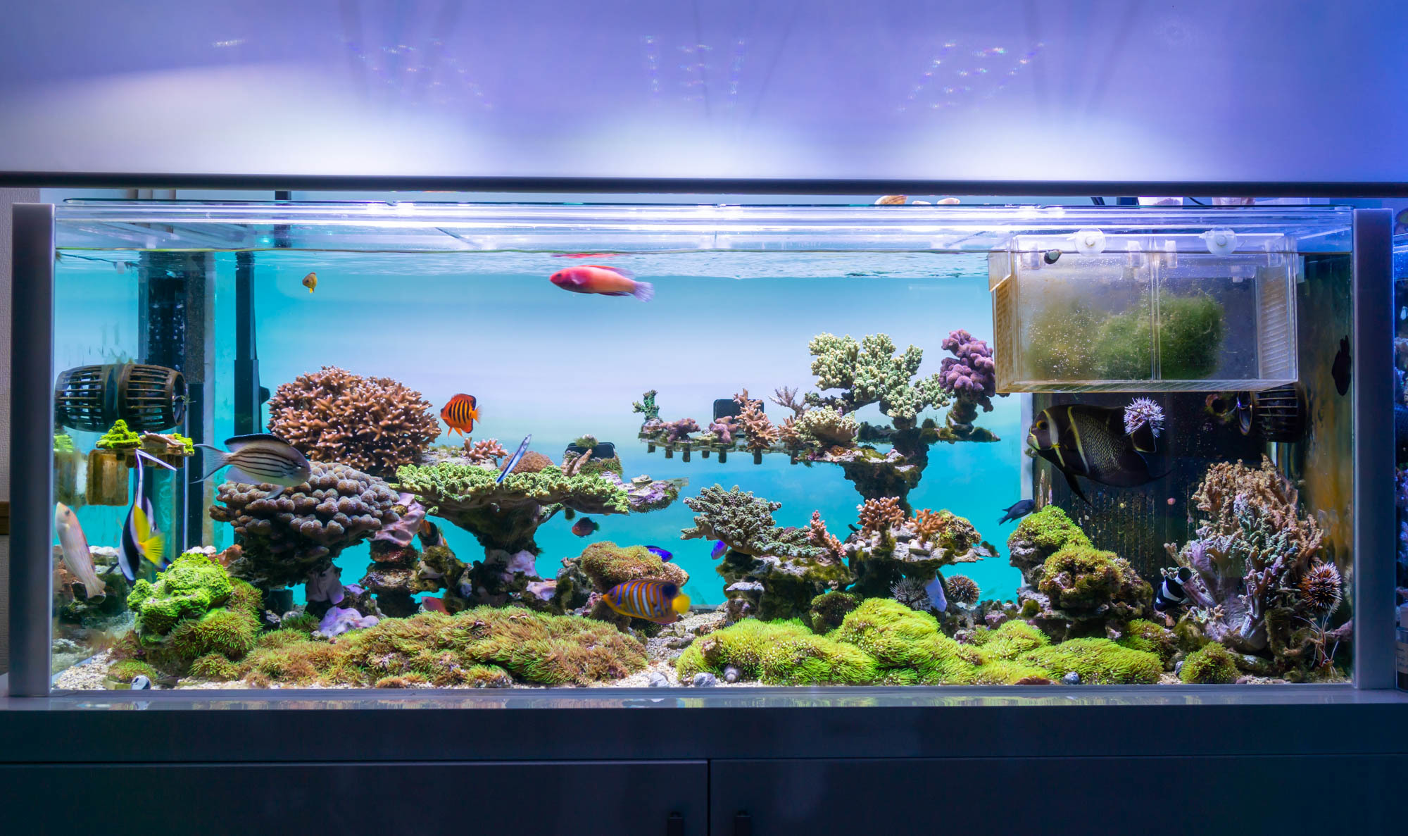 ADA 90センチ水槽 ライトスクリーンセット 【公式通販】