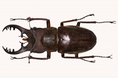 島根県 隠岐島 島前のニシコルリクワガタ