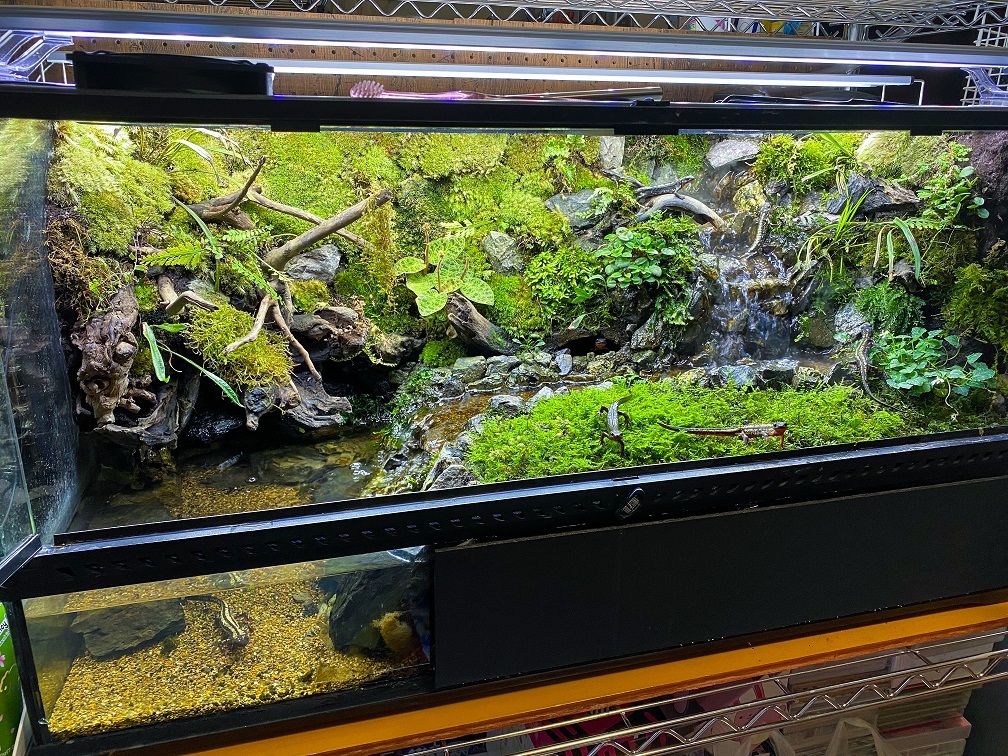 40cm イモリウム パルダリウム テラリウム水槽