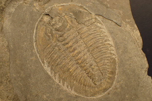 三葉虫 化石 Athabaskia bithus 三葉虫 化石 Athabaskia bithus