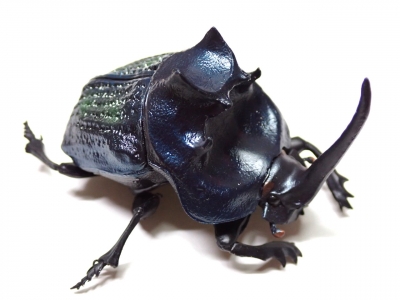 最大級エンシフェールニジダイコクコガネ52mm 51mm