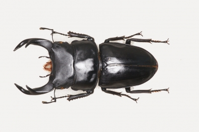 オオクワガタ標本 福島 | クワガタ飼育日記