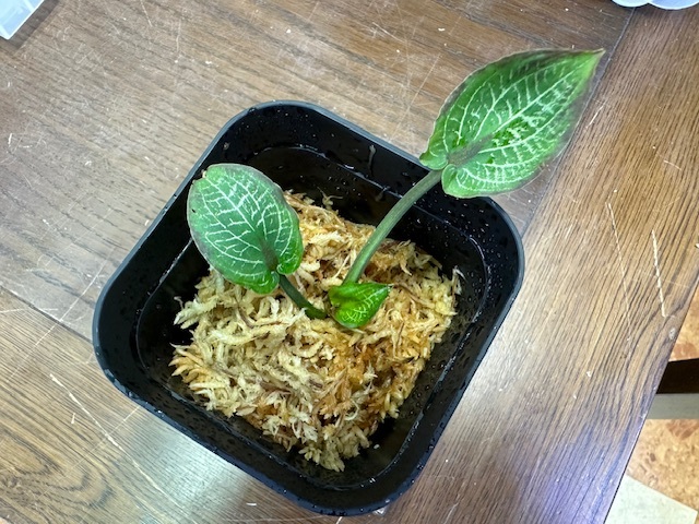 赤字超特価，得価 LA便 ADA LAB Cryptocoryne sp.Min-2 Philippines