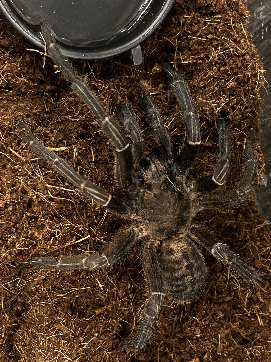 ベトナムアースタイガータランチュラ !! - ☆kenny東京本店☆