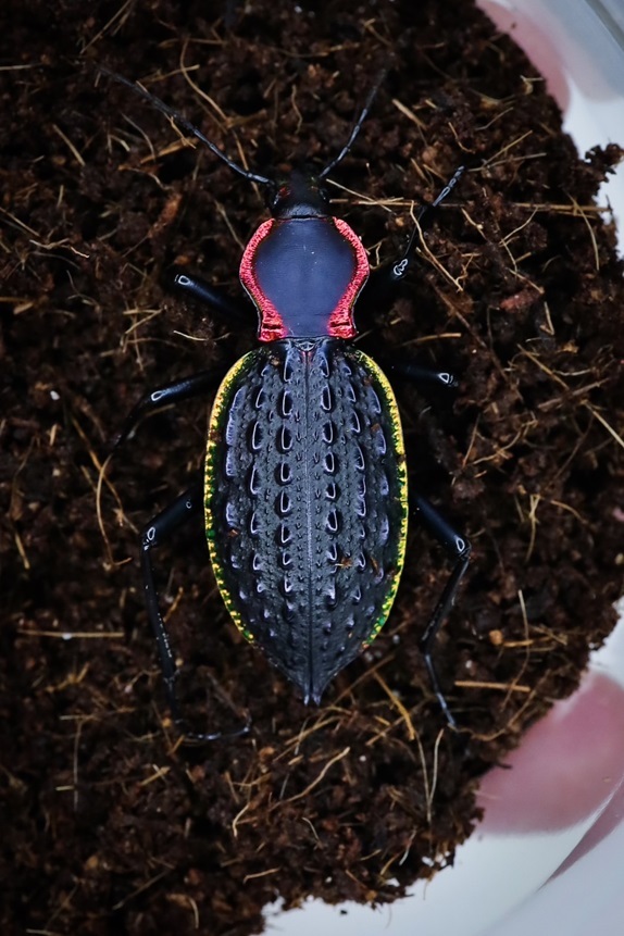 外国産オサムシ標本】全身緑のイボカブリモドキ/湖北省.恩施産/43mm 外