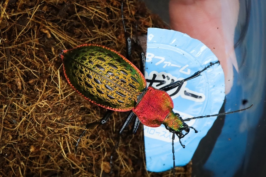 カブリモドキ 飼育交雑個体② カブリモドキ 飼育交雑個体②