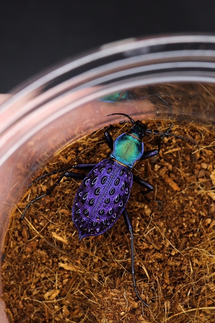 湖北省恩施のイボカブリモドキ（Xianfengensis）飼育の記録(1st