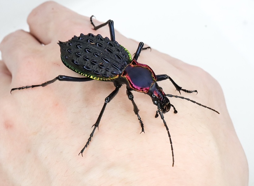 湖北省恩施のイボカブリモドキ（Xianfengensis）飼育の記録(1st