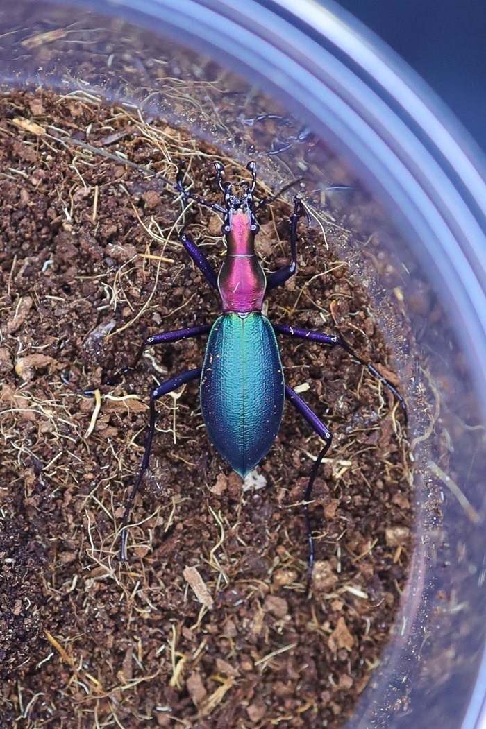 ブルーで凄く美しいカブリモドキ！ ブルーで凄く美しいカブリモドキ