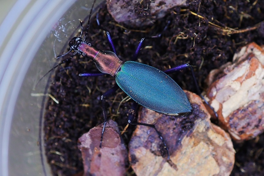 カブリモドキ飼育交雑個体