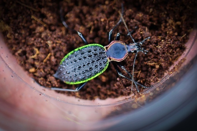 カブリモドキに挑戦する皆様へ | ホペイフリークの自己満足日記