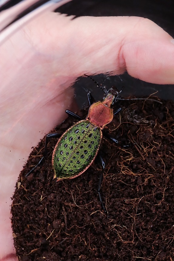 カブリモドキ飼育交雑個体
