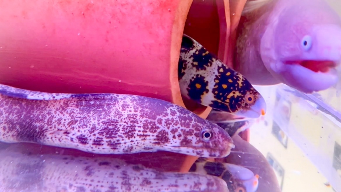 新入りウツボがついに・・・ | もちのオンライン水族館