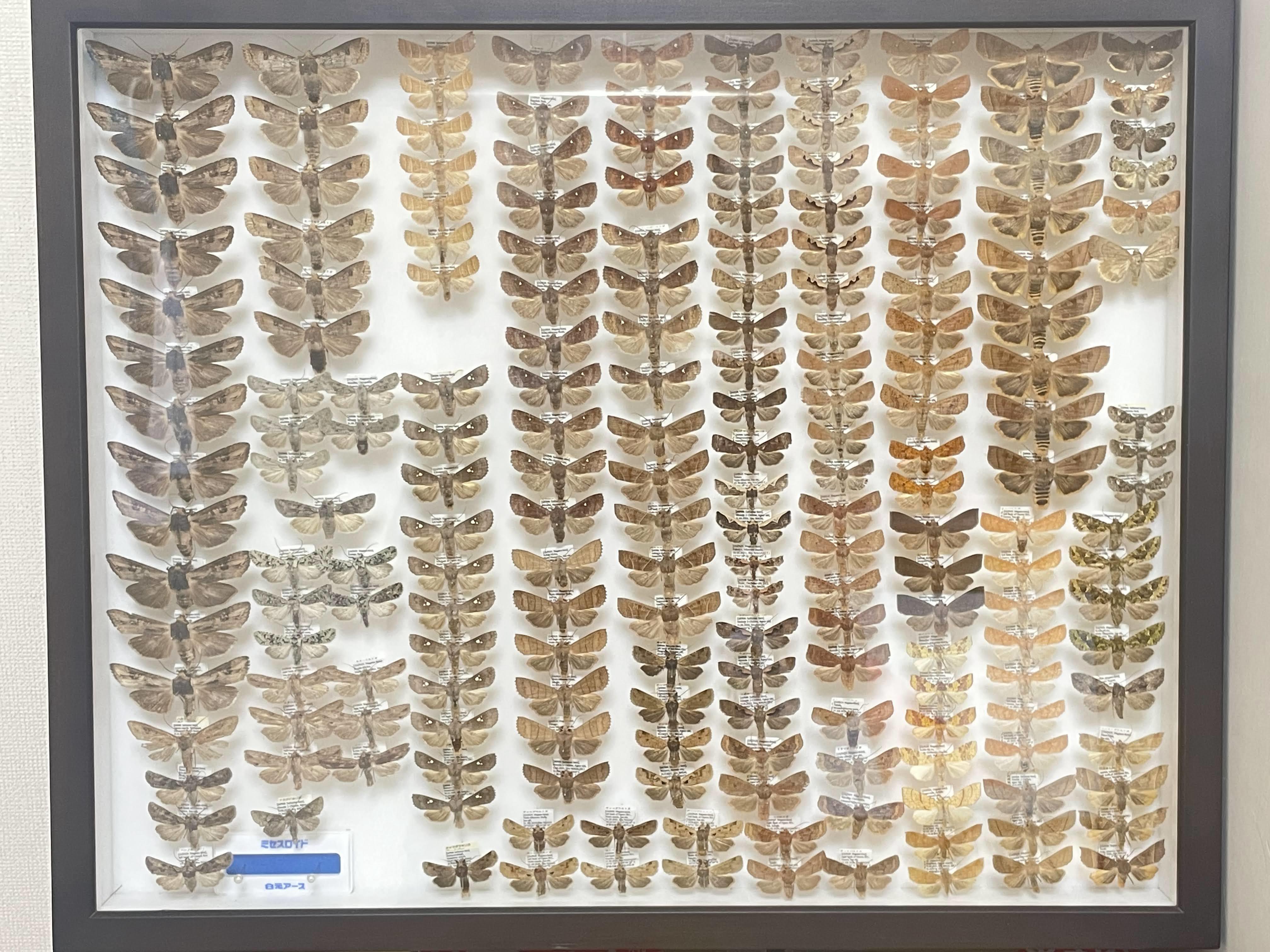 大型標本箱 2箱 大型標本箱 2箱 【公式通販】 大型標本箱 2