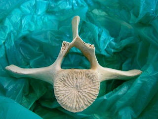 イルカ クジラ 標本 約20cm 詳細な骨構造 けろにあぶろぐ #5】イルカの