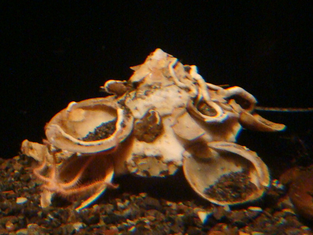 深海生物特集（9）〜深海のコレクター、クマサカガイ - カレー細胞