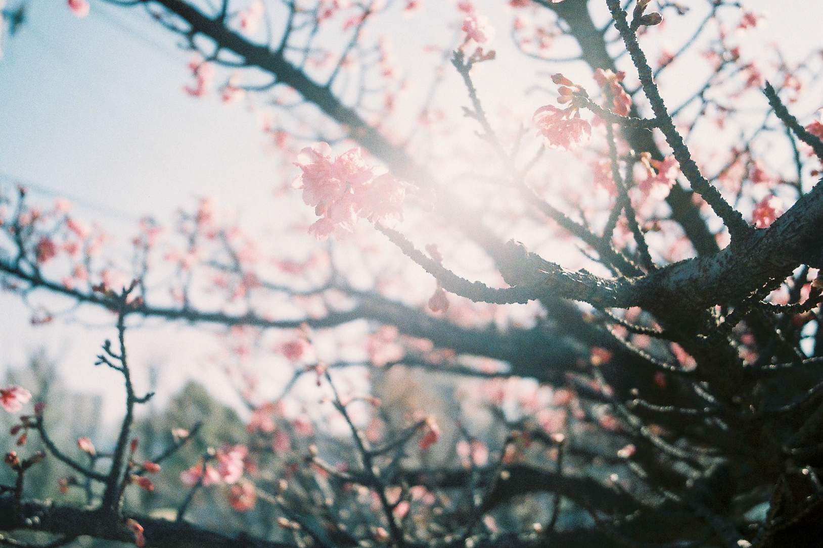 期限切れネガフィルムで初春の風景を撮って使い切る – 酔人日月抄外伝