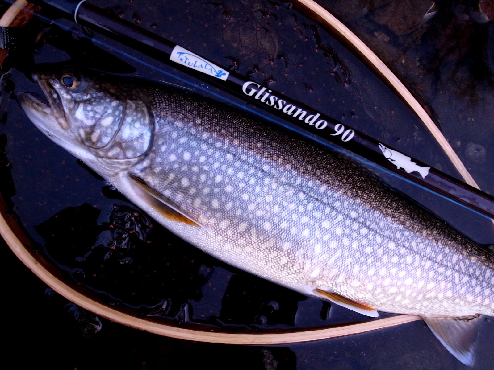 レイクトラウトの剥製 レイクトラウトの剥製 レイクトラウトの剥製