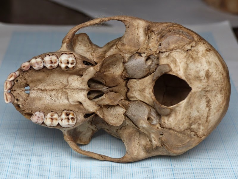 動物の骨製頭蓋骨 猿の頭蓋骨 スカル 骨格標本 ニホンザル 動物の骨製