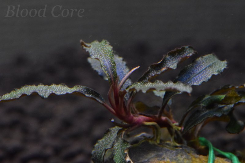 銀葉の最上級ブセファランドラspオーロラKN便水中葉コケ・スネールなし