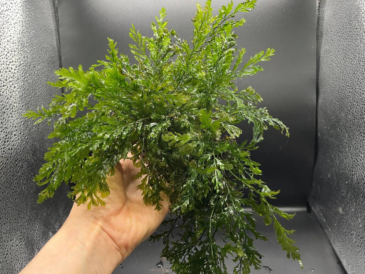 ボルビティスヒュディロッティ巨株