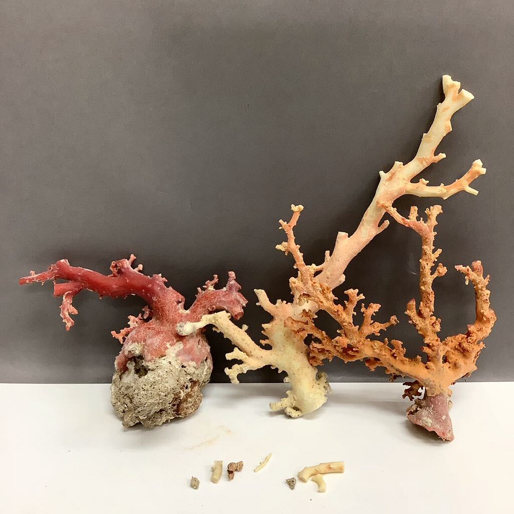天然 珊瑚 桃色珊瑚 原木 枝珊瑚 サンゴ | ブランド品委託販売専門店