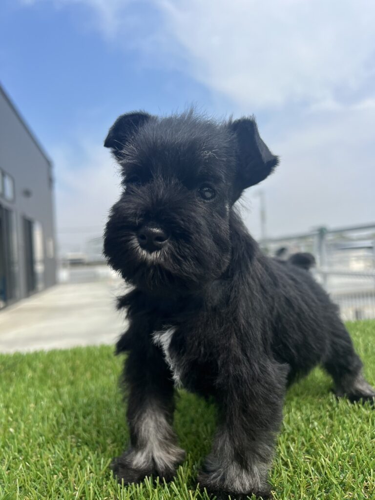 成約済】2023.2.14生 Mシュナウザー（オス）│BLACK DOG LLC.