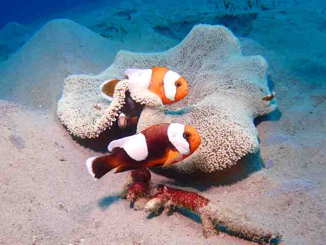 クマノミ6種類！沖縄の美しいサンゴ礁と熱帯魚ガイド | 青の洞窟Core