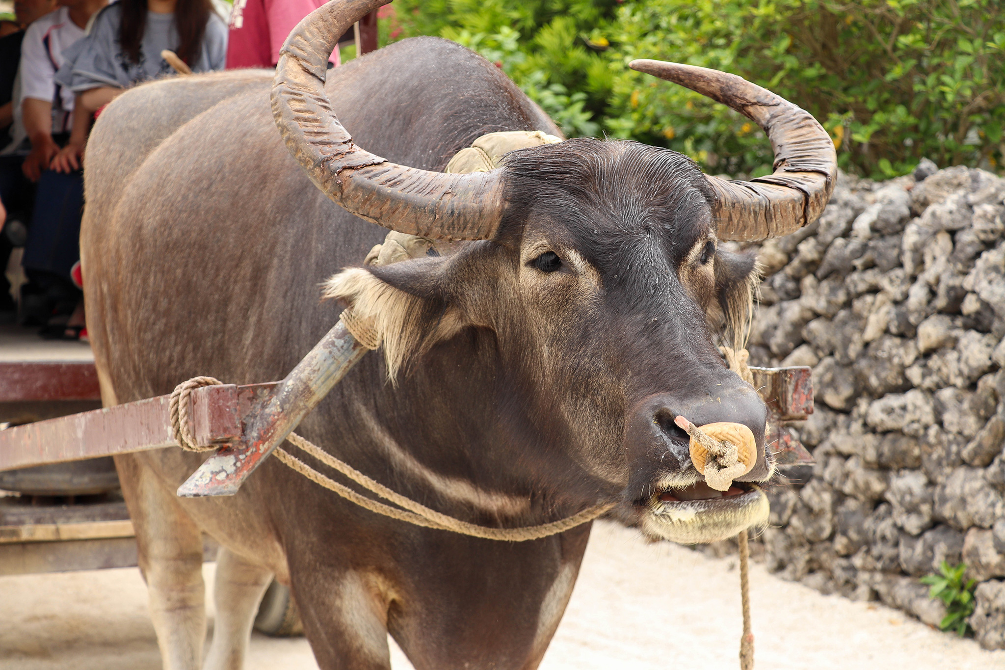 沖縄竹富島 水牛車 2 – フリー（無料）写真素材 ダウンロード blue-green