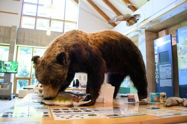 2ページ目) シャチやヒグマのリアルな大きさを体感！ 世界自然遺産の