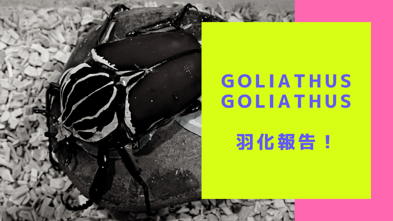 ゴライアスオオツノハナムグリの飼育 羽化報告 | BreedRoom703