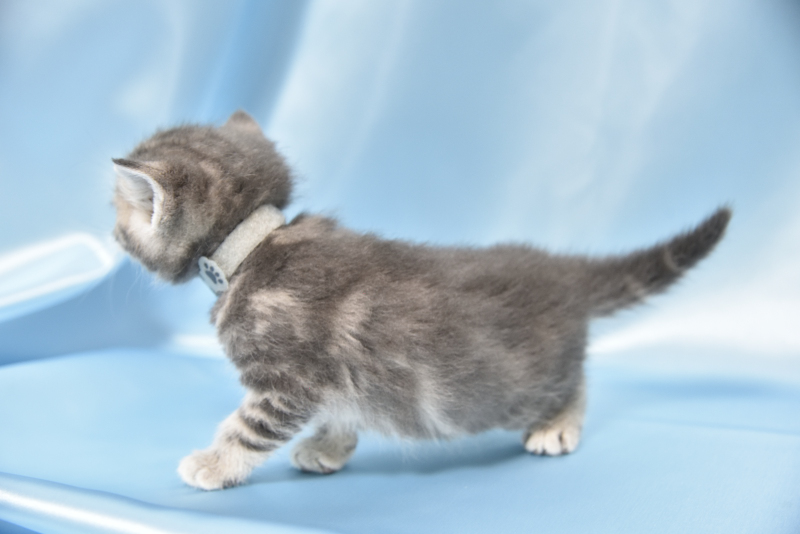 NBCオリジナル アメリカンショートヘア MF NBCオリジナル万年筆