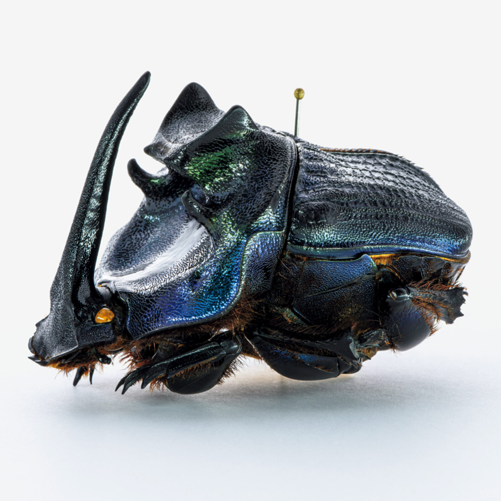 エンシフェルオオニジダイコク 昆虫標本 エンシフェルオオニジダイコク