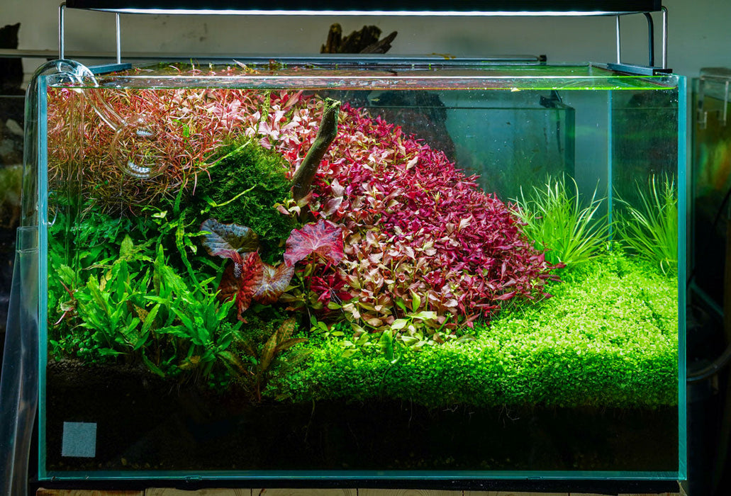 Chihiros WRGB II PRO LED Light — Buce Plant