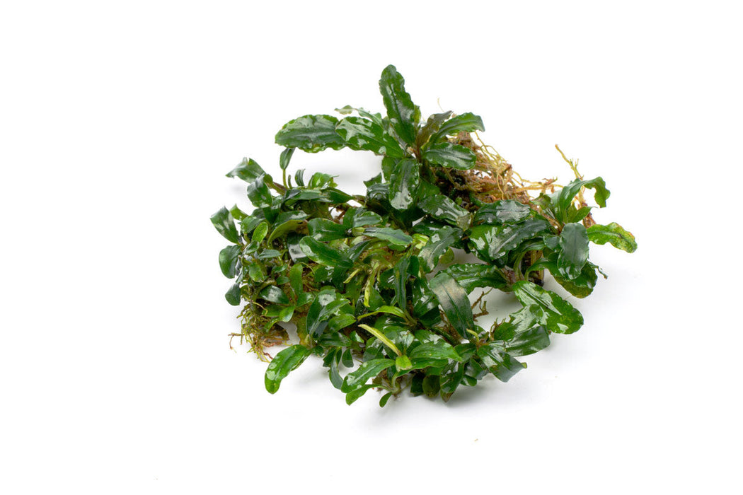 11. Bucephalandra sp. kabpaten landak Kalimantan Barat T-3809-1