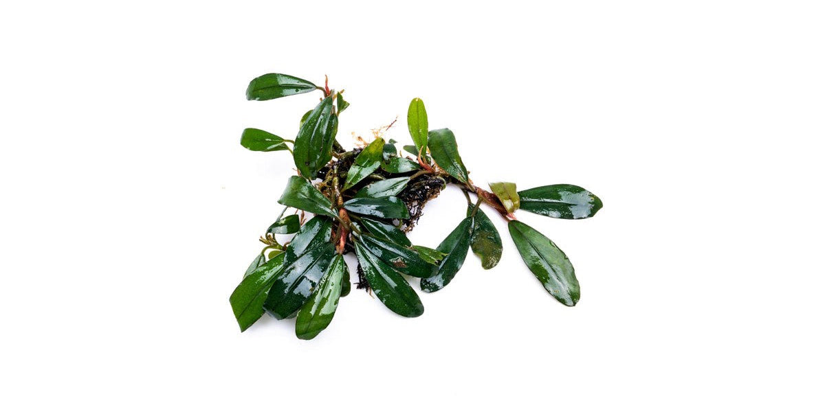 Bucephalandra Giant Motleyana — Buce Plant