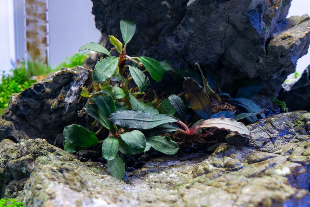 Bucephalandra Brownie Blue - Buce Plant