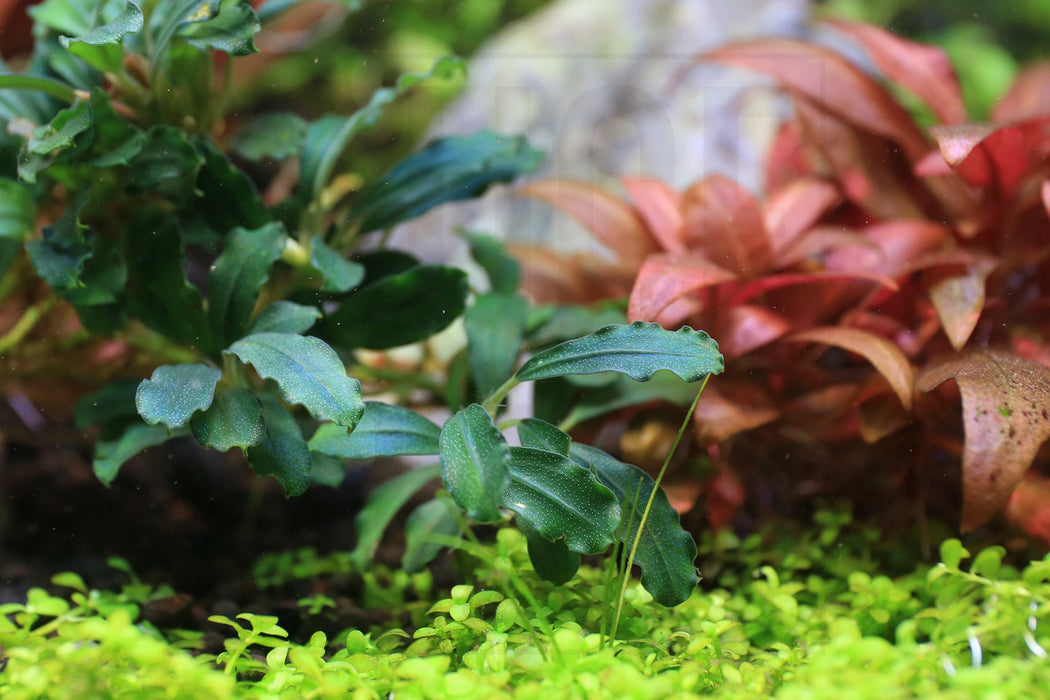 水草 Bucephalandra sp. pink variegata Bucephalandra Variegated