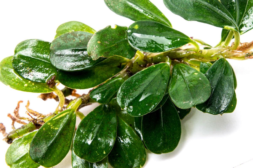 水草 Bucephalandra sp.Blue Purple Bucephalandra Sp. Elegant Blue