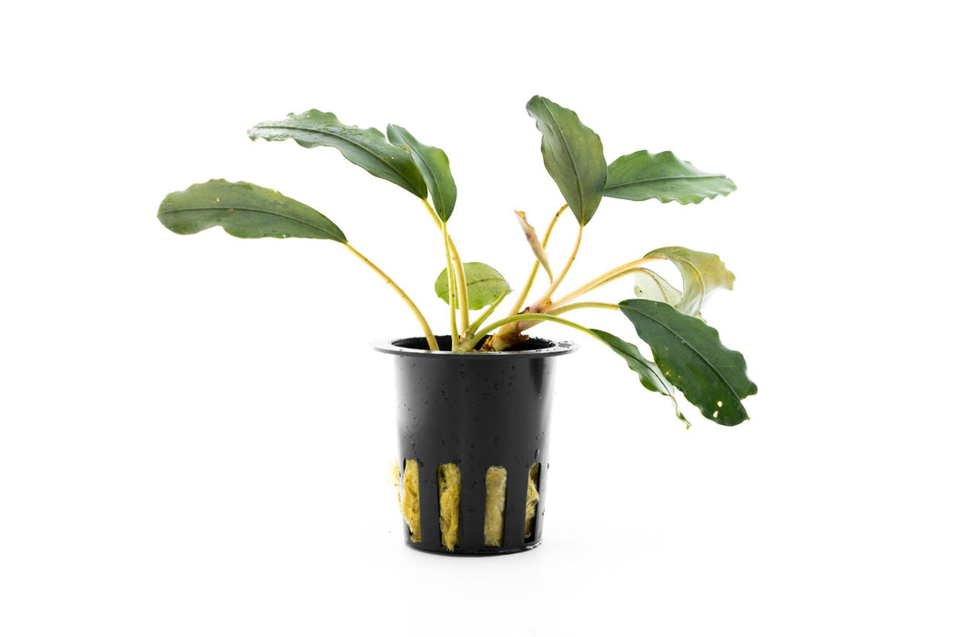 Bucephalandra Pearl Grey Aquarium Plant — Buce Plant