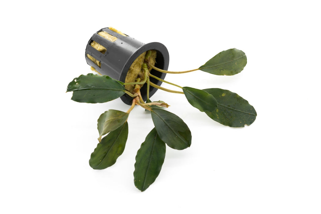 Bucephalandra Pearl Grey Aquarium Plant — Buce Plant