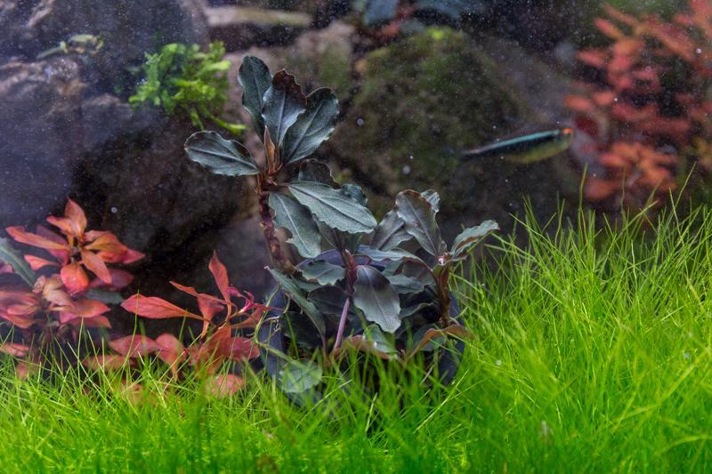 水草 Bucephalandra sp.Red walts Bucephalandra Red Blade — Buce Plant