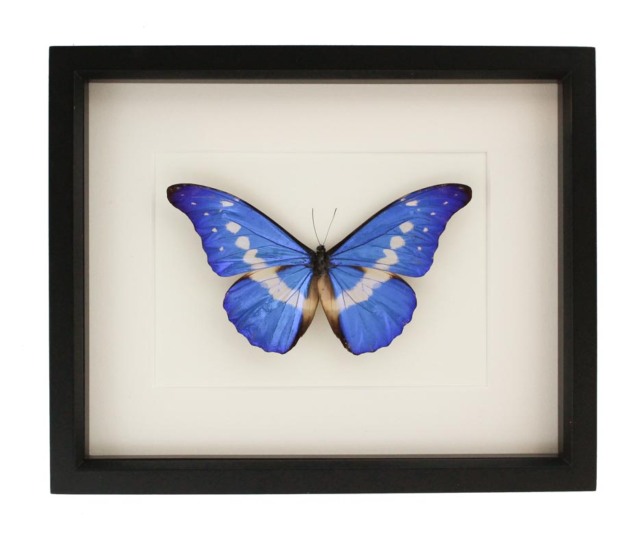 Framed Morpho Rhetenor Helena | Preserved Blue Morpho
