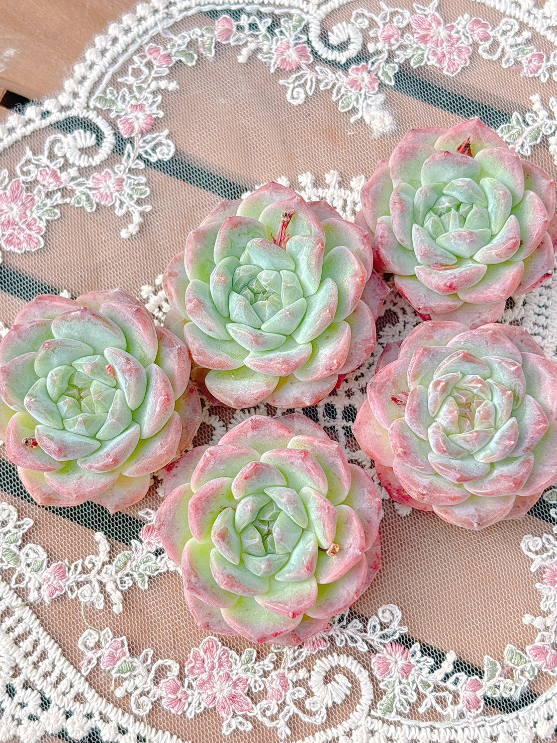 絵画 873/抽象画風/多肉植物/S4号 絵画 873/抽象画風/多肉植物/S4号 【