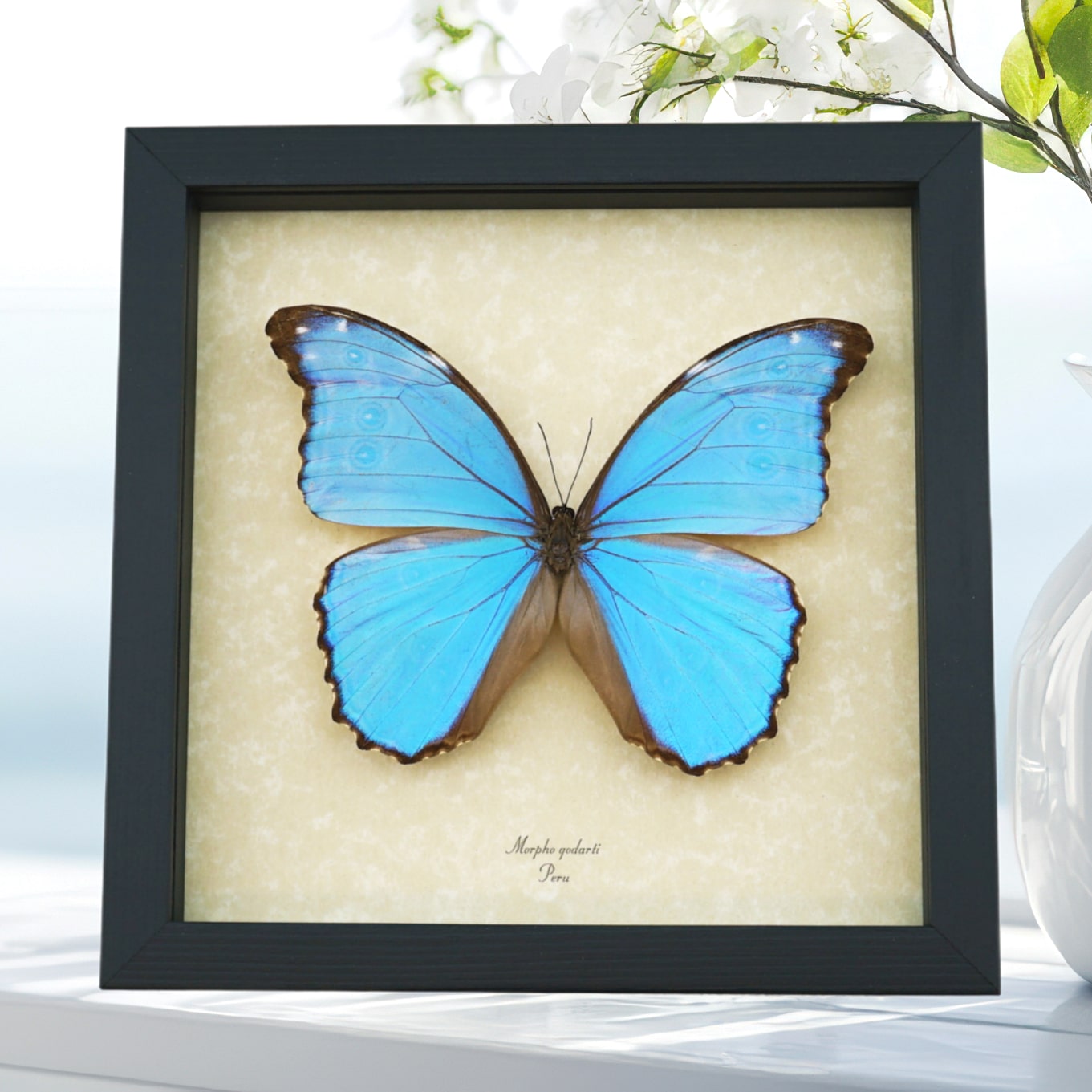 Morpho godarti Metallic Purple - Butterfly framed Taxidermy Display
