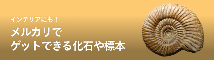 白亜紀前期 サンタナ層産 古代魚化石 クラドキクルス 古生物化石 標本