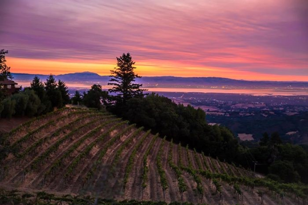 カリフォルニアワイン】隠れた名産地「サンタクルーズマウンテンズ